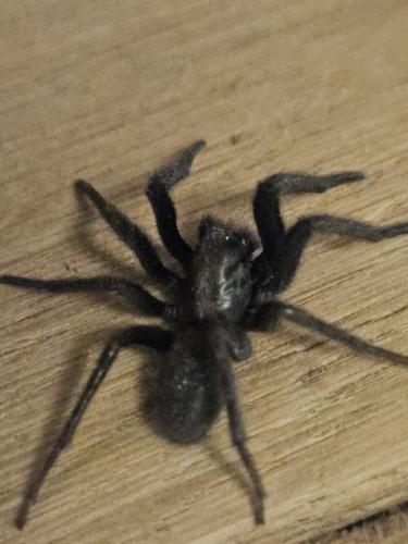 Segestria florentina